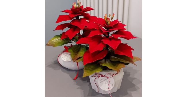 Stelle di Natale che raccontano calore: la creazione di Cristina Catini