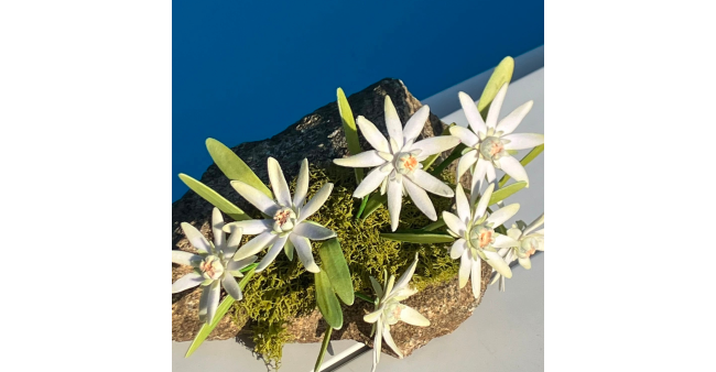Sabi Creazioni: lo studio dei fiori di montagna trasformato in arte di carta